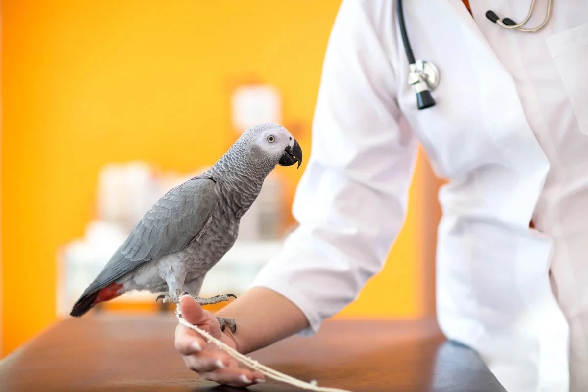 Exotic Patients — Workshop 1